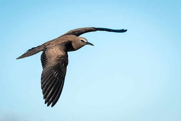 Brown Noddy (Noddi) -4