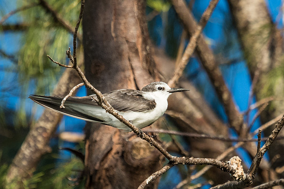 Black-naped Tern -2