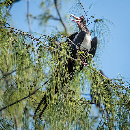 Lesser Frigatebird