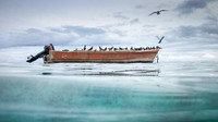 Bird Boat
