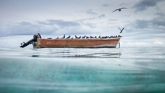 Bird Boat