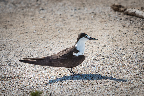 Sooty Tern -1