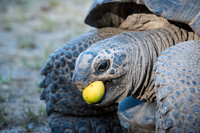 Giant Tortoise -9
