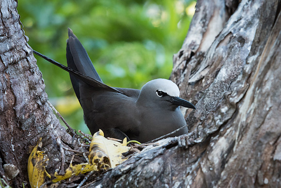Brown Noddy (Noddi) -2