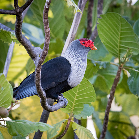 Seychelles Blue Pidgeon