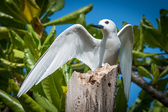 White Tern -2