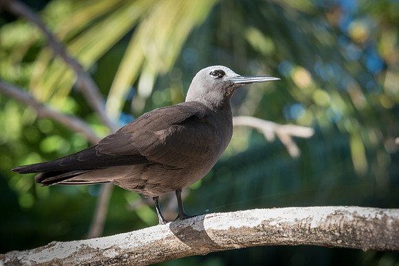 Lesser Noddy (Noddi) -3