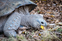 Giant Tortoise -3