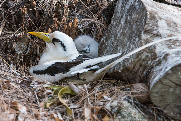 White-tailed Tropic Bird Nesting -2