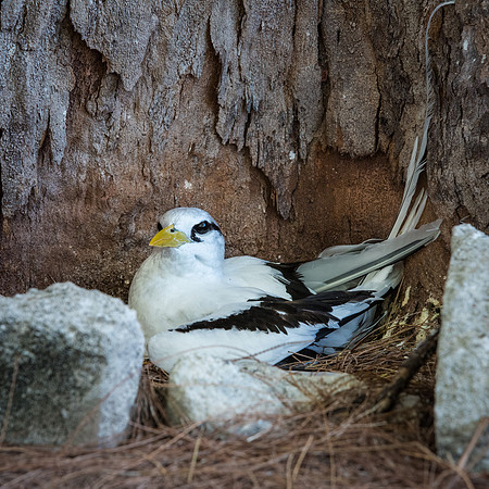 White-tailed Tropic Bird Nesting -3