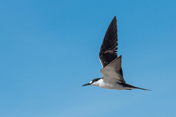 Sooty Tern -2