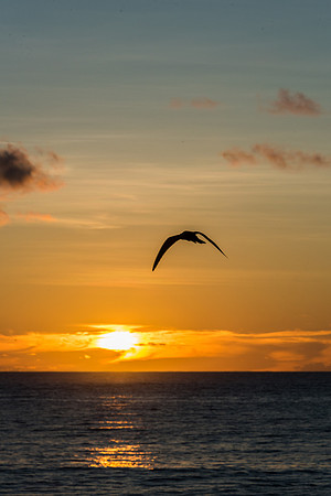 Sunset Bird Island -2