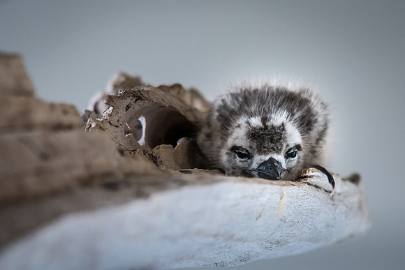 White Tern Chick