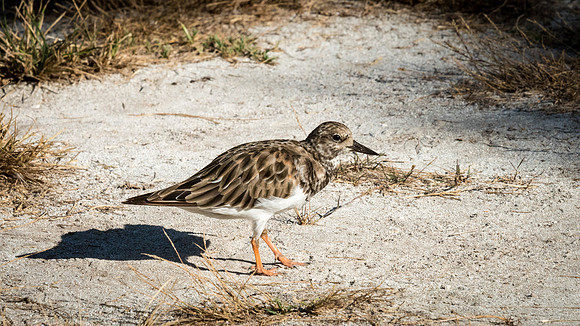 Ruddy Turnstone -2