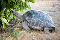 Giant Tortoise -6