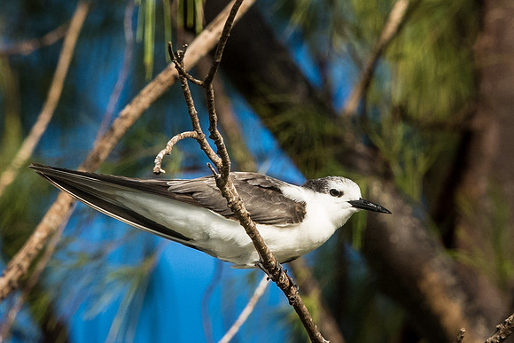 Black-naped Tern (juv) -1
