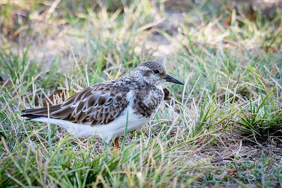 Ruddy Turnstone -1
