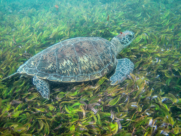 Green Turtle -1