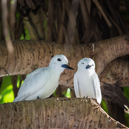 White Terns