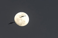Frigate Bird Moon