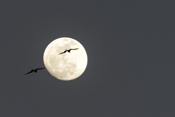 Frigate Bird Moon