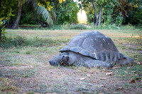 Giant Tortoise -1