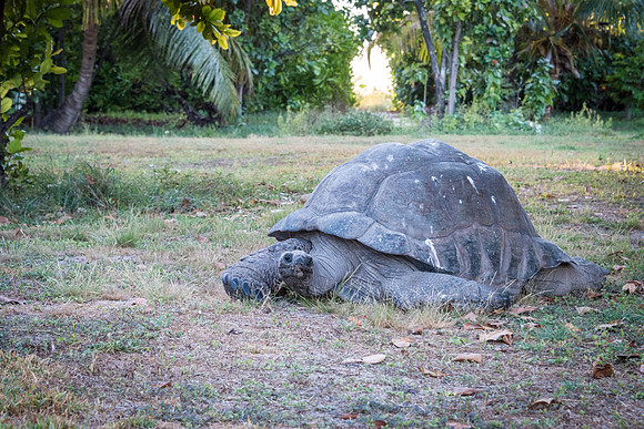 Giant Tortoise -1