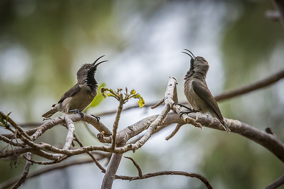 Seychelles Sunbirds