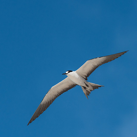 Sooty Tern -3