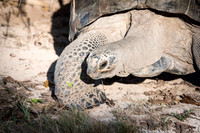 Giant Tortoise -5