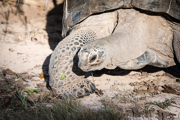 Giant Tortoise -5