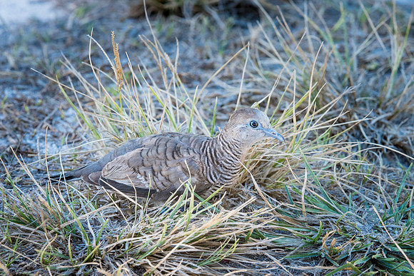 Barred Ground Dove -2