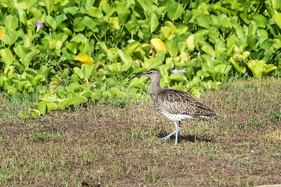 Whimbrel -1
