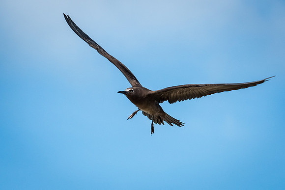 Brown Noddy (Noddi) -9
