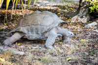 Giant Tortoise -4
