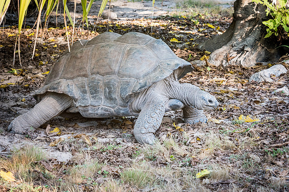 Giant Tortoise -4