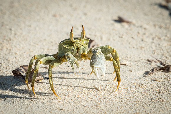 Ghost Crab -3