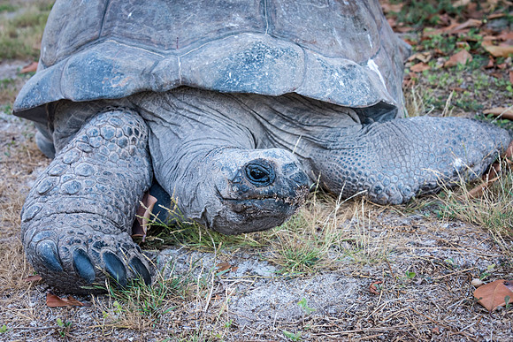 Giant Tortoise -2