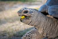 Giant Tortoise -7
