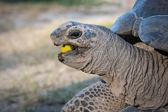 Giant Tortoise -7
