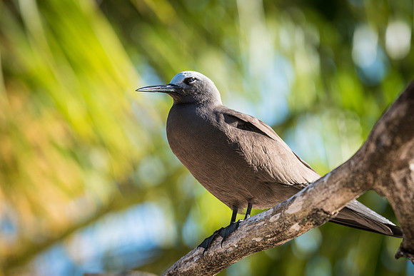Lesser Noddy (Noddi) -2