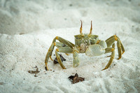 Ghost Crab -2