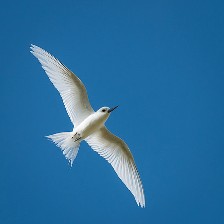 White Tern -1