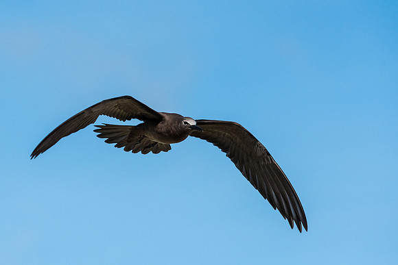 Brown Noddy (Noddi) -8