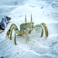 Ghost Crab -1