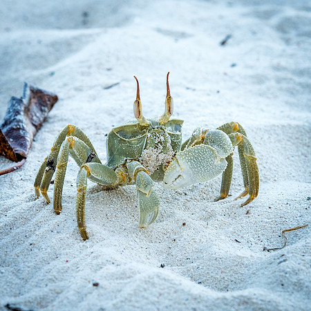 Ghost Crab -1
