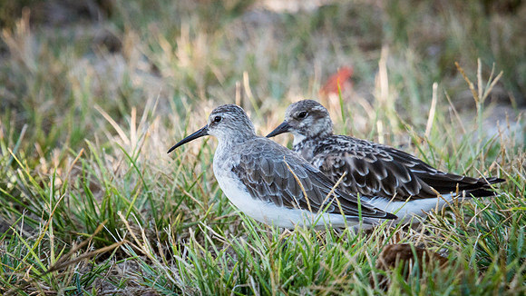 Curlew Sandpiper & Ruddy Turnstone