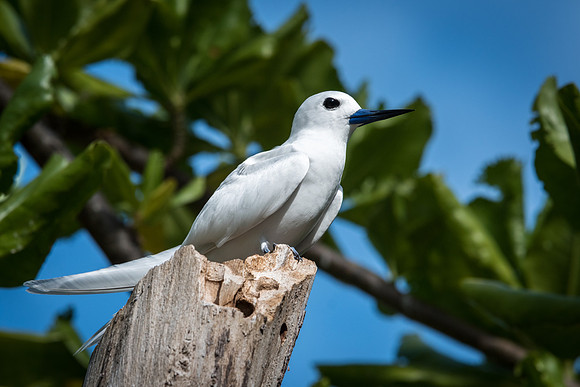 White Tern -3