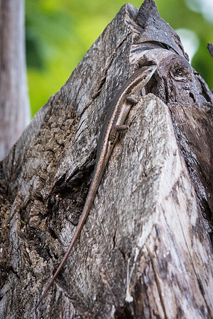 Seychelles Skink