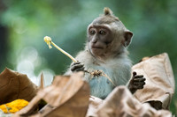 Young Long-Tailed Macaque -2